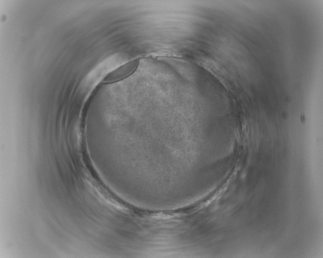 X0000059250290200510282003