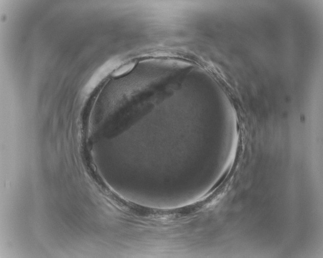 X0000059250295200510282003