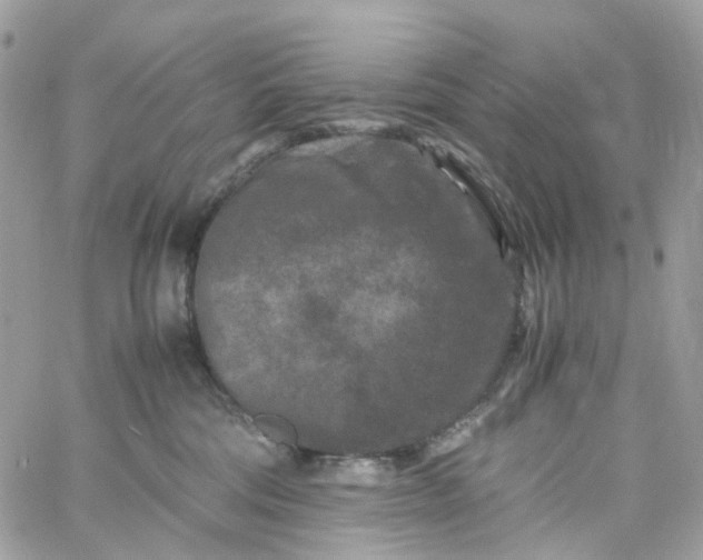 X0000059250330200510282002