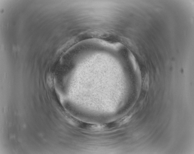 X0000059250335200510282002