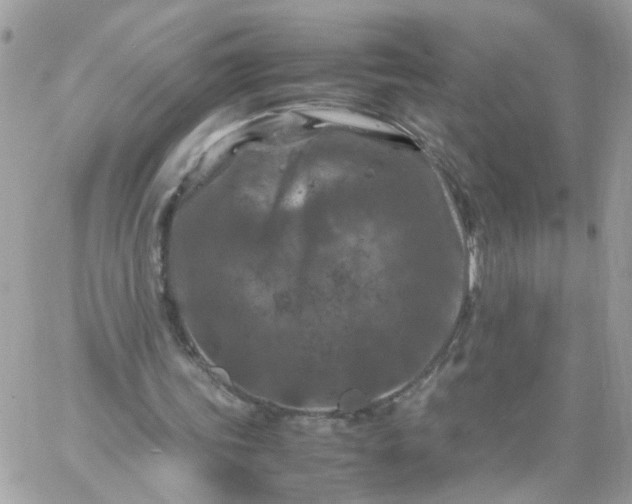 X0000059250339200510282001