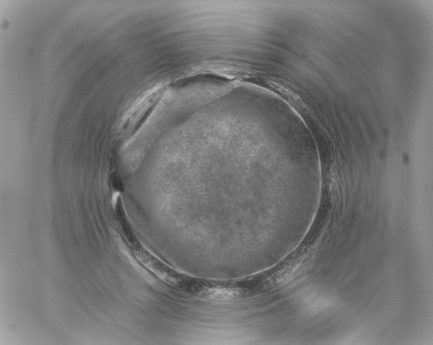 X0000059250352200510282002