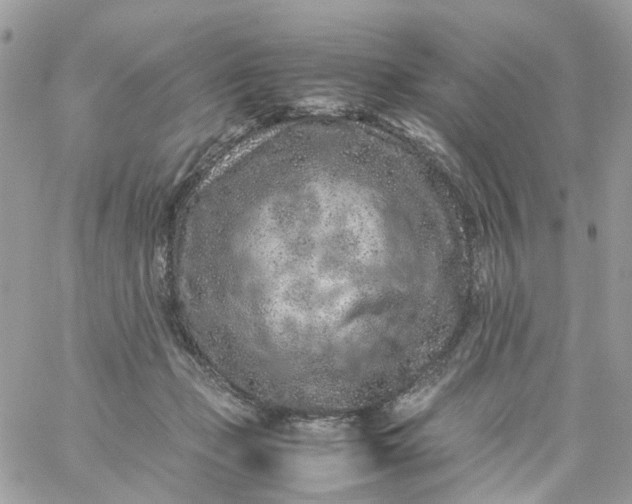 X0000059250365200510282002