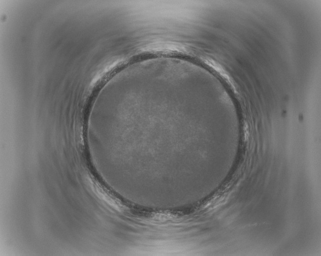 X0000059250399200510282001