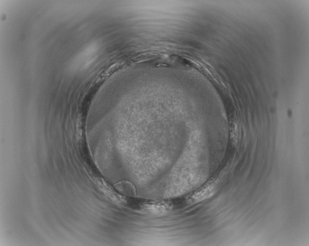 X0000059250466200510282000