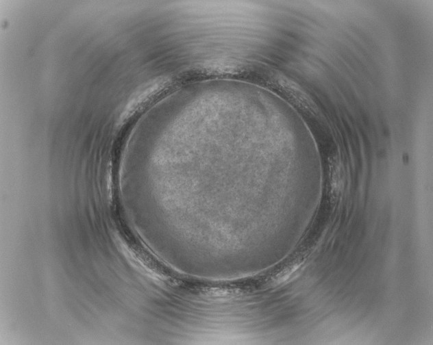 X0000059250494200510281959