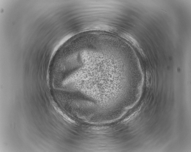 X0000059250780200510281955