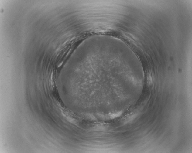 X0000059251060200510281950