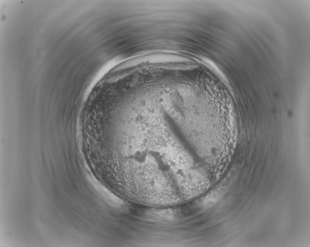 X0000059251243200510281948