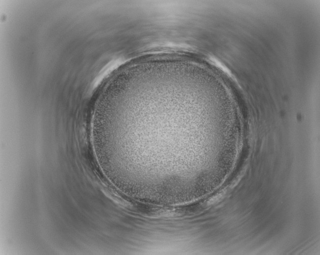 X0000059251259200510281947