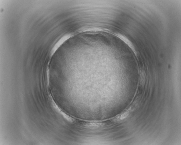 X0000059251290200510281946