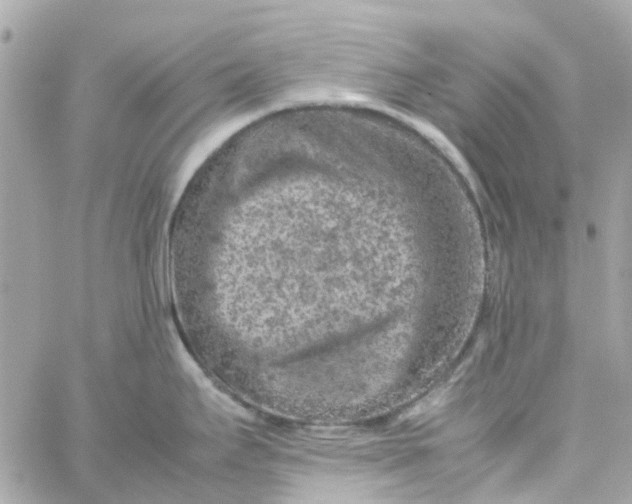 X0000059251295200510281946