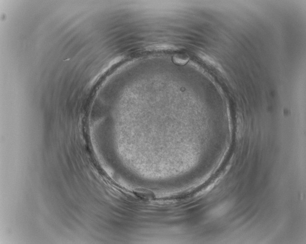 X0000059251305200510281946