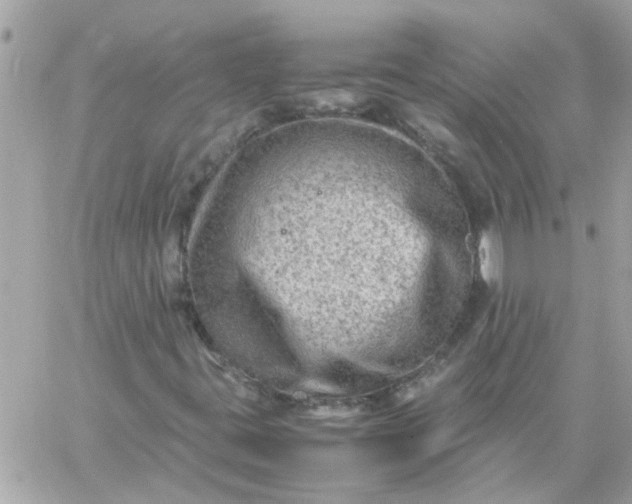 X0000059251395200510281944