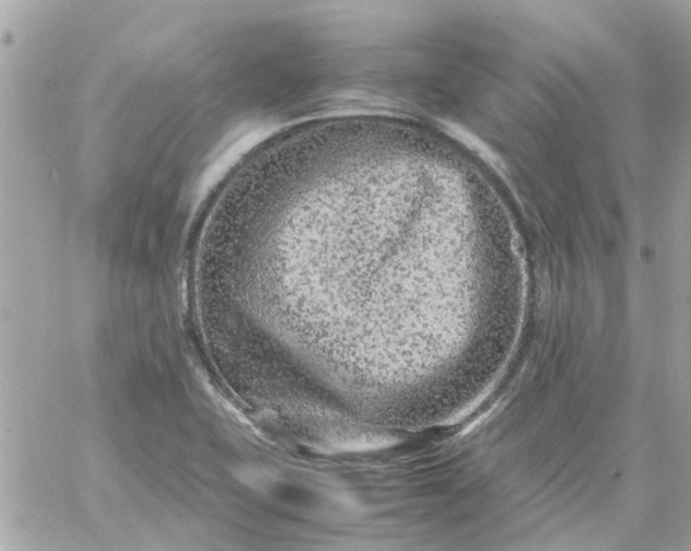 X0000059251415200510281944