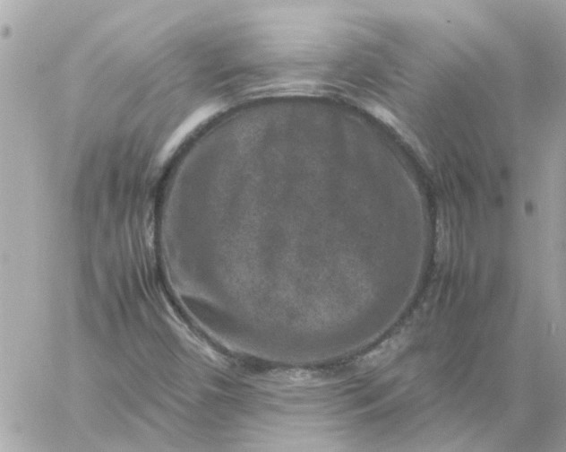 X0000059251450200510281944