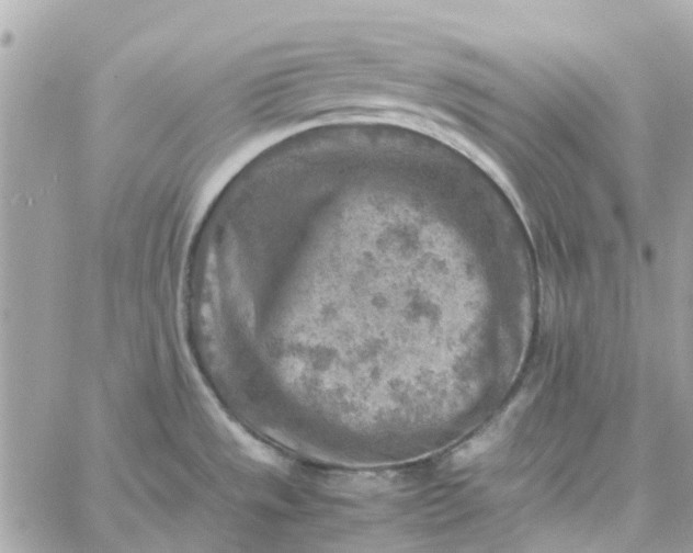 X0000059251533200510281943