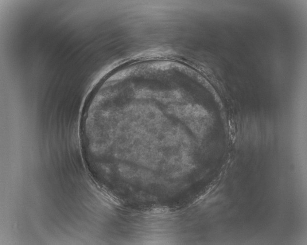 X0000059250196200511111650