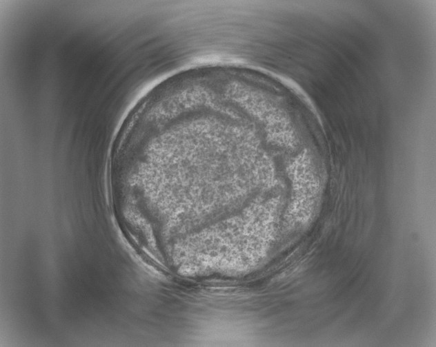 X0000059251295200511111631