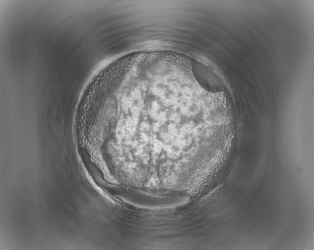 X0000059251429200511111629