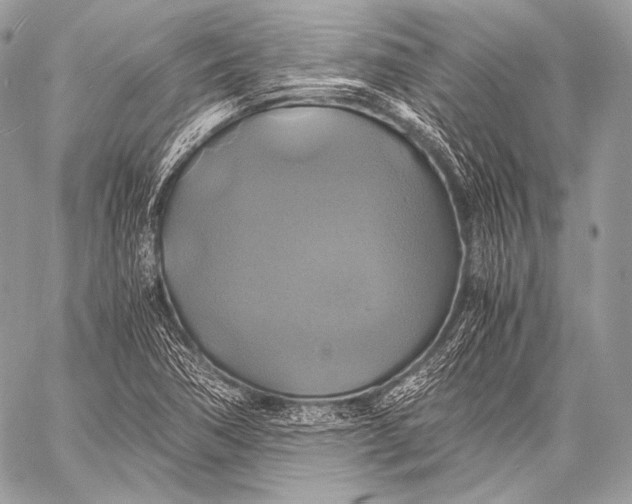 X0000059781362200511111459