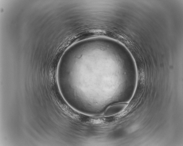 X0000059800662200510211053