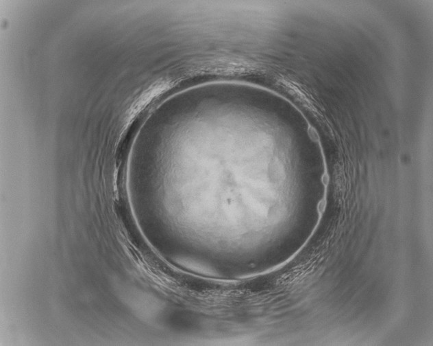 X0000059800679200510211052