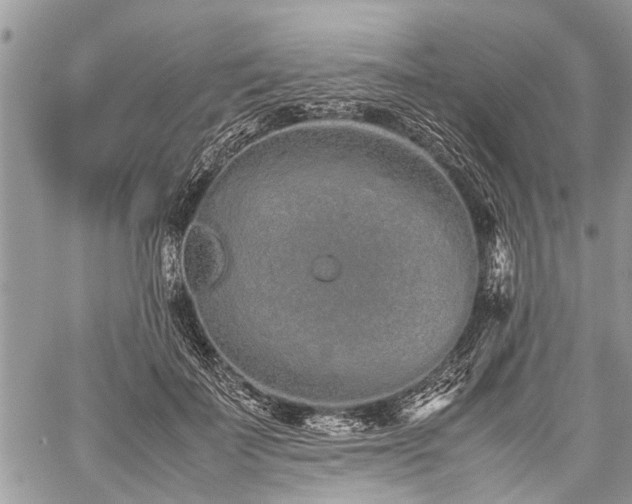 X0000059800699200510211052