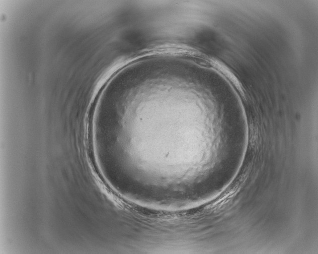 X0000059801099200510211045