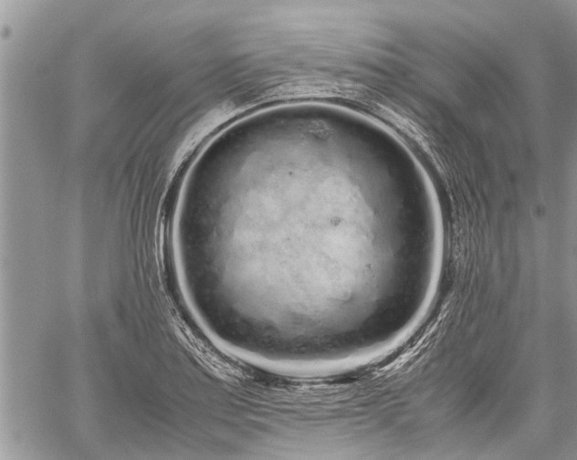 X0000059801179200510211044