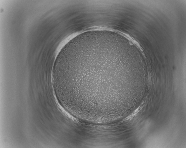 X0000059801239200510211043