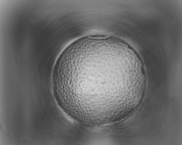 X0000059801056200511041622