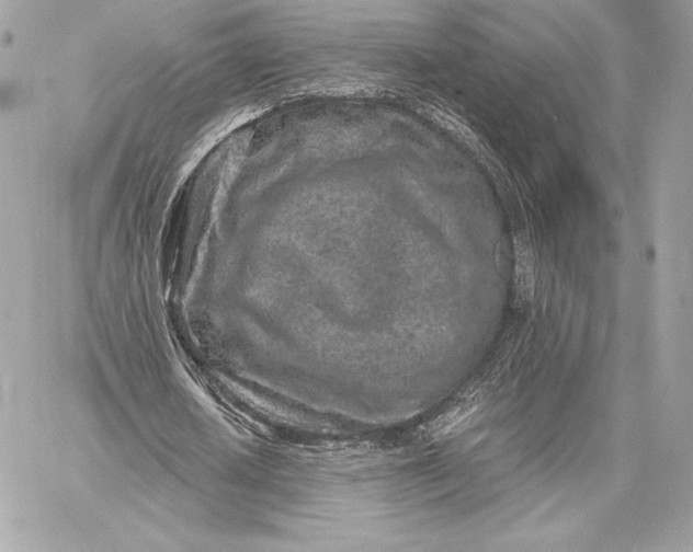 X0000059800626200511111602