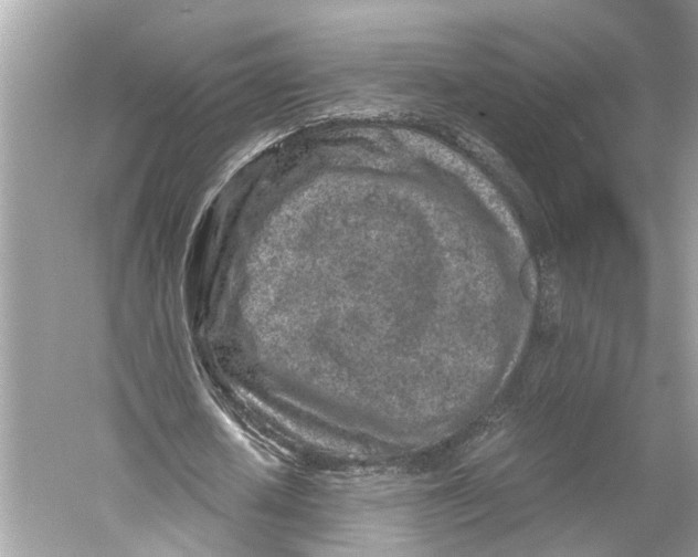 X0000059800626200511181515