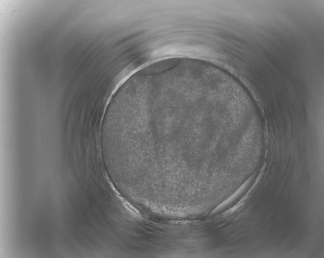 X0000059801529200511181501