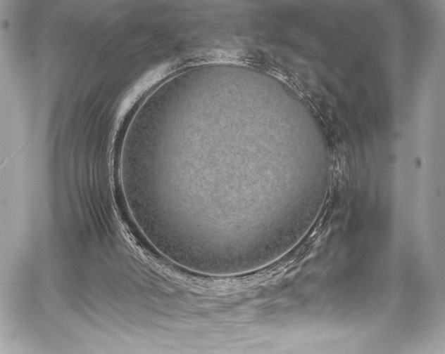 X0000059810006200510211128