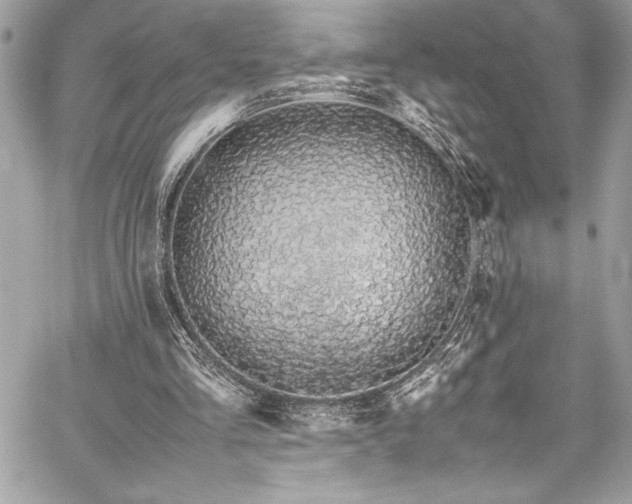 X0000059810293200510211124