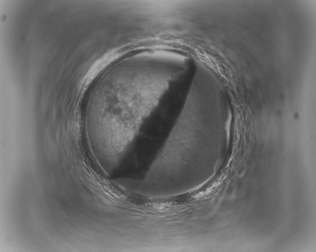 X0000059810295200510211124