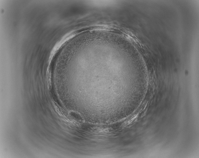 X0000059810343200510211122