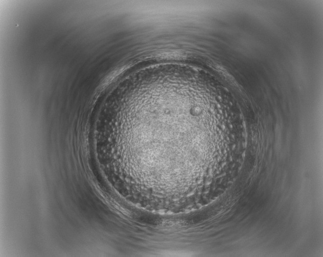 X0000059810487200510241359