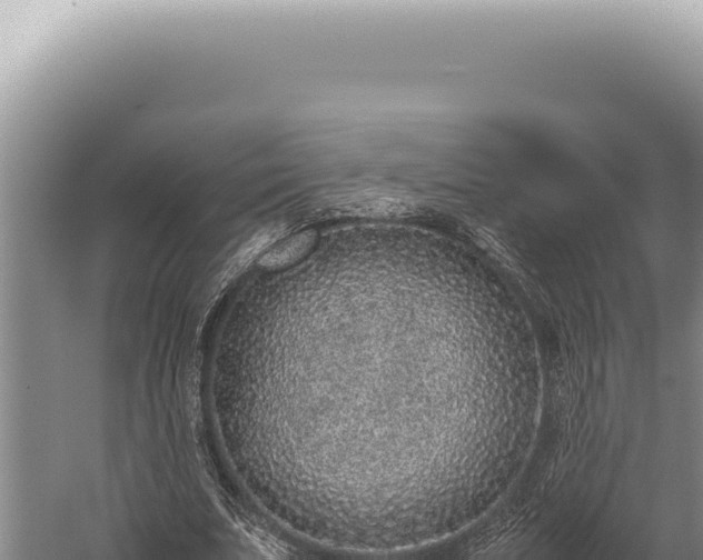 X0000059810679200510281706