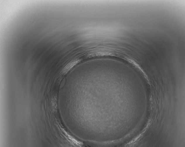 X0000059810785200510281704