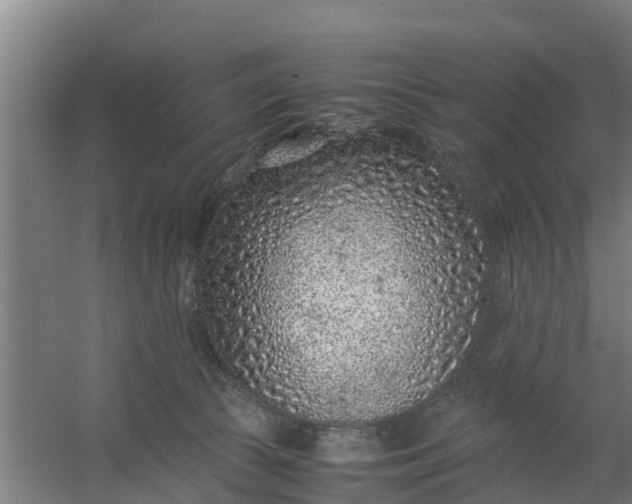 X0000059810177200511041703