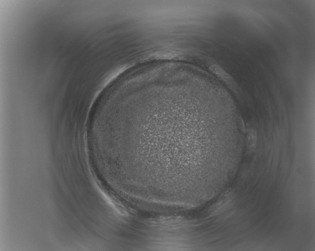 X0000059810626200511041654