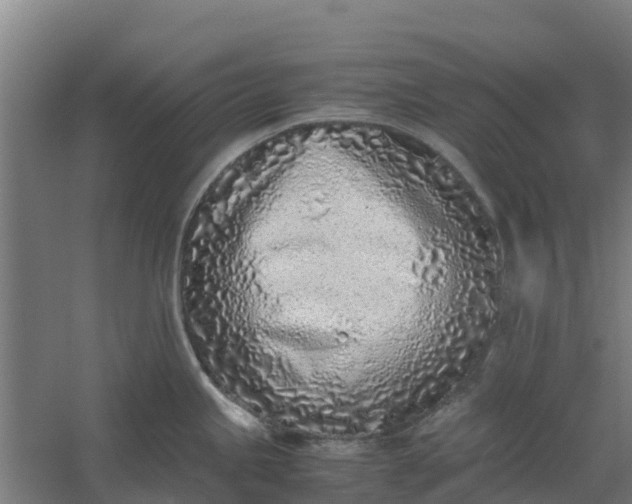 X0000059811245200511041645