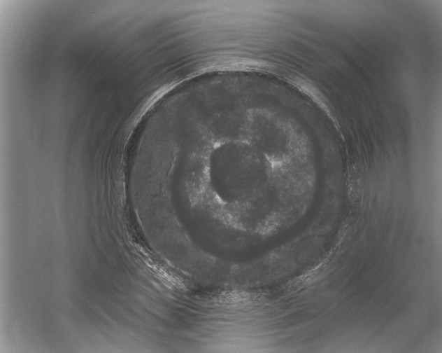 X0000059820829200510211144