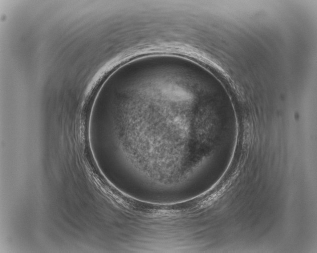 X0000059821506200510241342