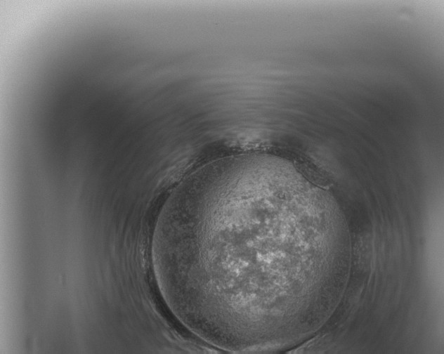 X0000059820039200510281743