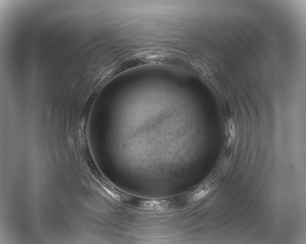 X0000059830239200510211221