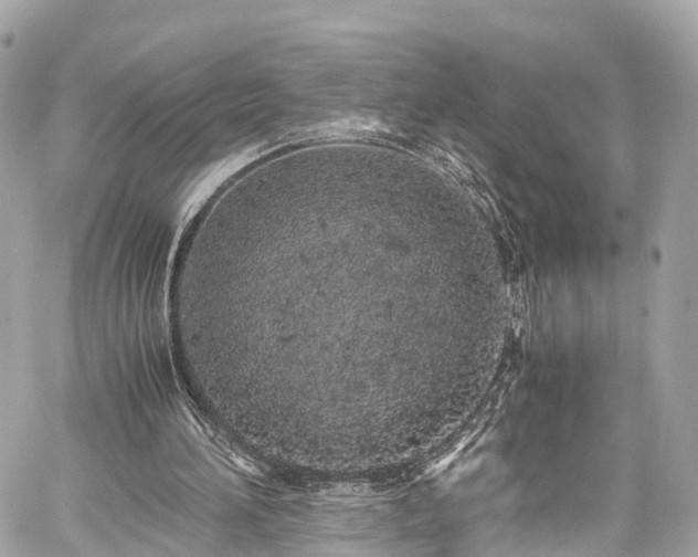 X0000059830196200510241429